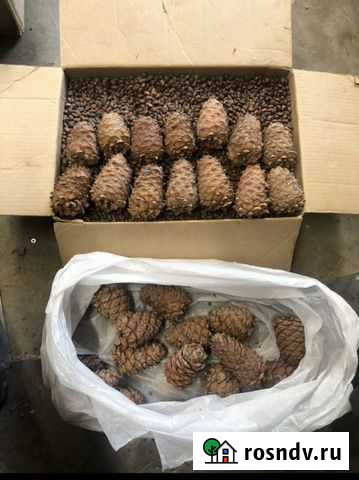 Кедровый орех Белебей - изображение 1