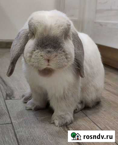 Декоративные кролики Тула - изображение 1