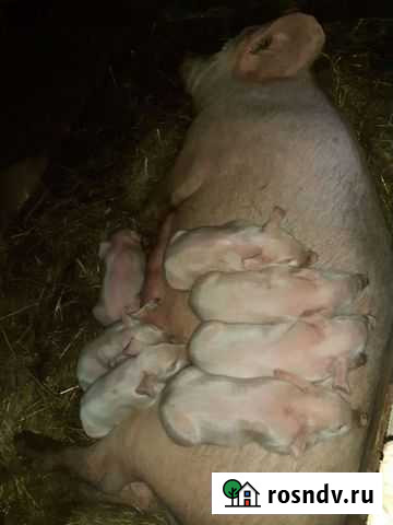 Поросята ландрас Балашиха - изображение 1