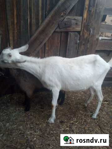 Козы Иркутск - изображение 1