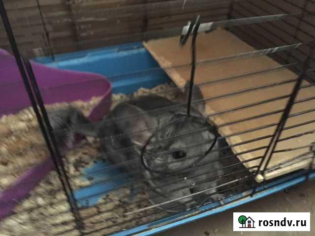 Продам шиншиллу Магнитогорск - изображение 1