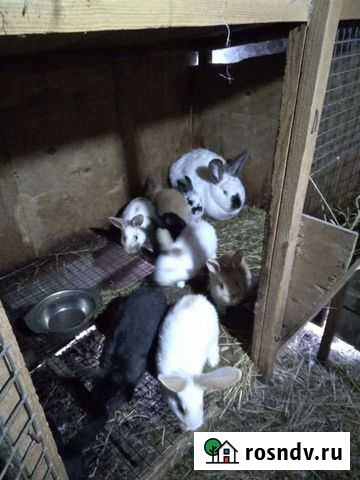 Кролики молодняк Родионово-Несветайская - изображение 1