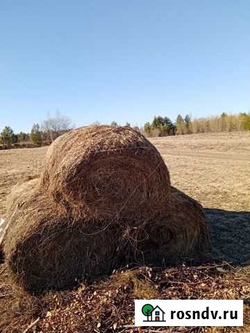 Продам сено в рулонах Ветлуга - изображение 1
