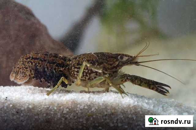 Мраморный рак Россошь - изображение 1