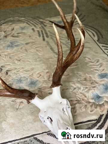 Рога марала Химки - изображение 1