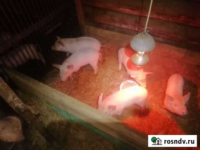 Поросята Шахунья - изображение 1