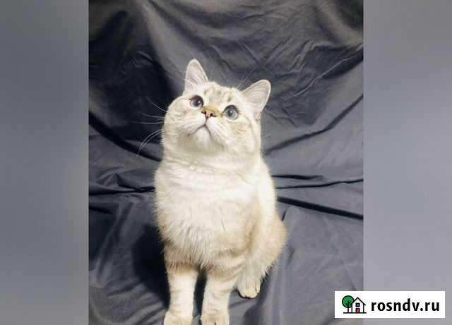 Уход за животными Чита - изображение 1