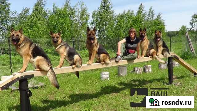 Дрессировка собак, гостиница Красногорск - изображение 1