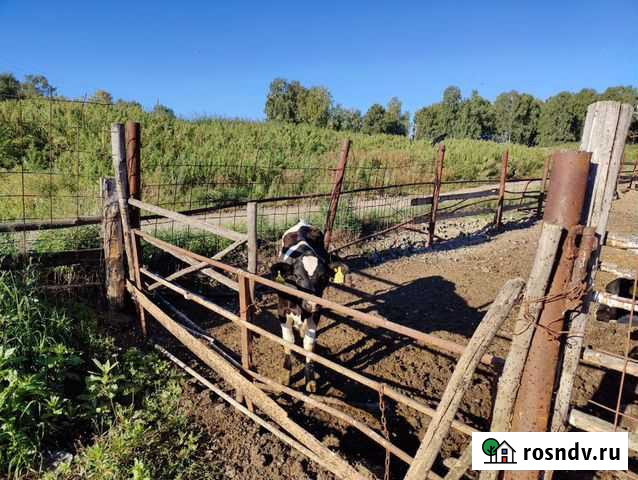 Телята, быки Барнаул - изображение 1