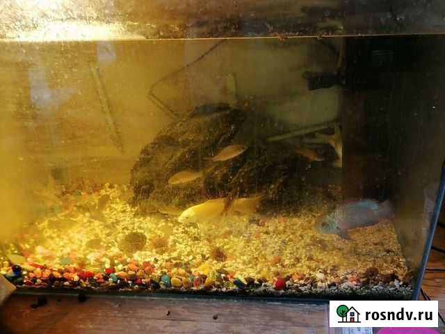 Аквариум Курган - изображение 1