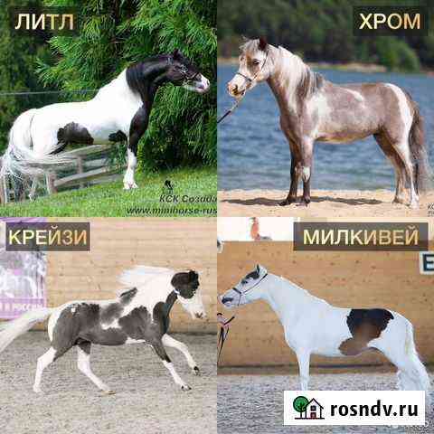 Американские миниатюрные лошади мини пони фалабала Москва