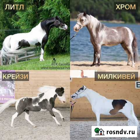 Американские миниатюрные лошади мини пони фалабала Москва - изображение 1