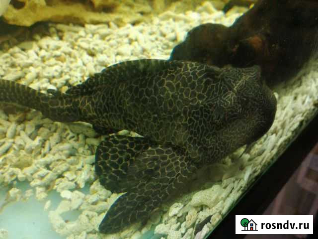 Птеригоплихт Пермь - изображение 1