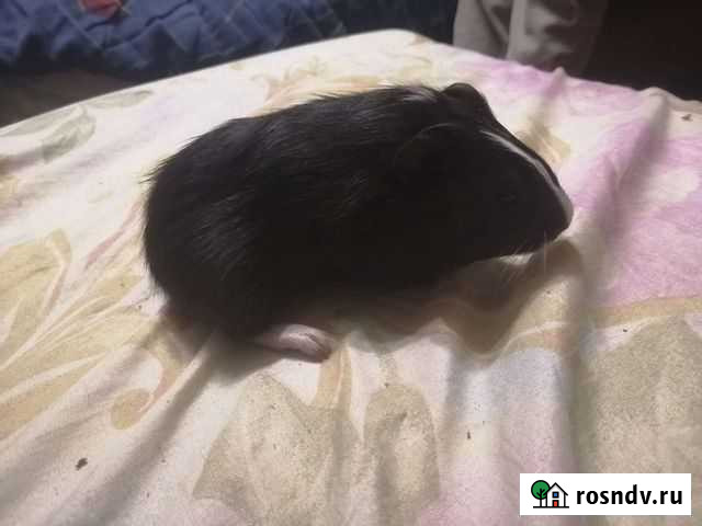 Морская свинка Мурманск - изображение 1