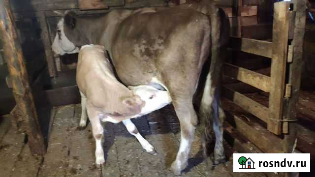 Корова с теленком Сибай - изображение 1