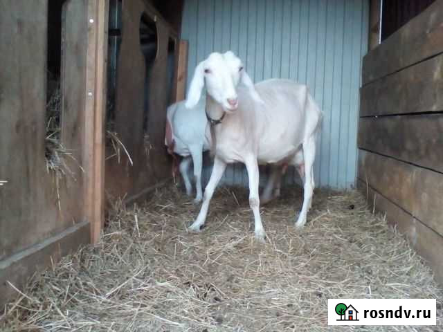 Козы 2шт Санкт-Петербург - изображение 1
