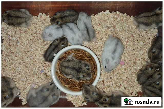 Джунгарские хомяки Мытищи - изображение 1