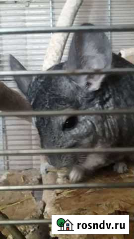 2 шиншиллы с большой клеткой Кемерово - изображение 1