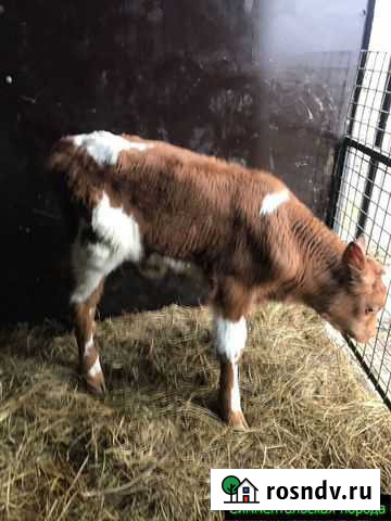 Телята, бычки от частной фермы Обоянь - изображение 1