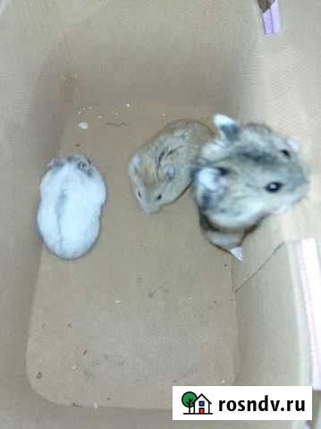 Джунгарский хомяк Муром - изображение 1