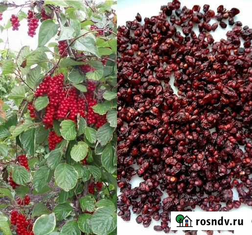 Китайский Лимонник Чистополь - изображение 1