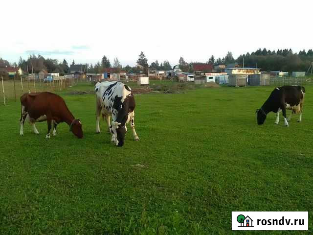 Молоко коровье с доставкой Большие Колпаны - изображение 1