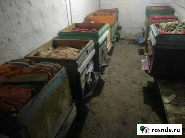 Улии с пчелами Шарыпово - изображение 1