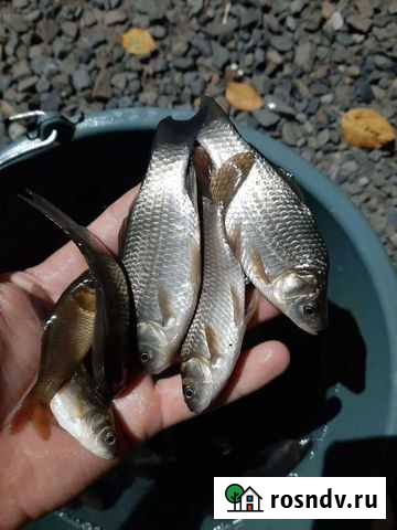 Живец убийца щуки Миллерово - изображение 1