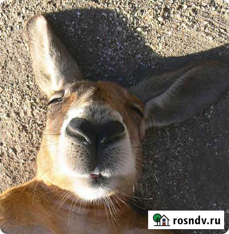 Репетитор английского языка (носитель) Пенза - изображение 1