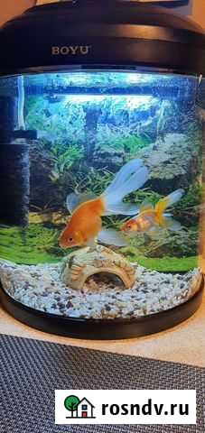 Аквариум Ачинск - изображение 1