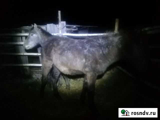 Лошади Ишим - изображение 1