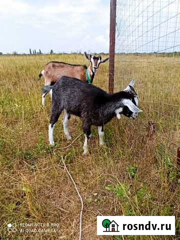 Коза Агидель - изображение 1