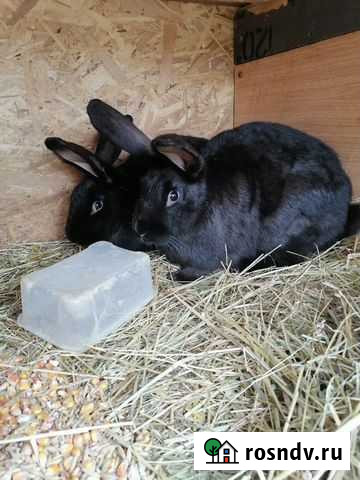 Кролик Можайск - изображение 1