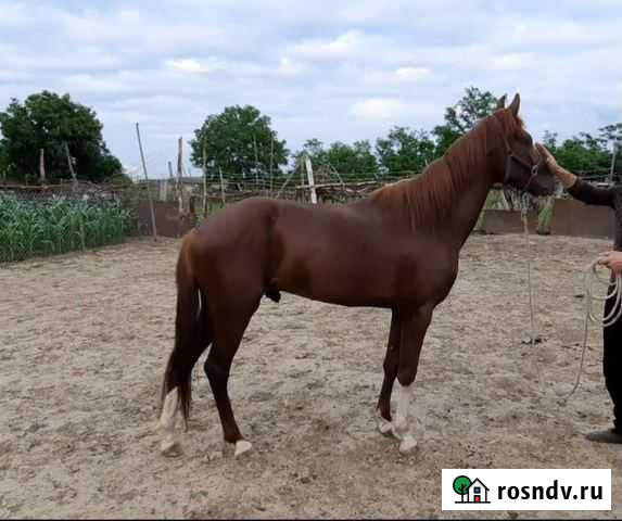 Лошадь Ачхой-Мартан - изображение 1