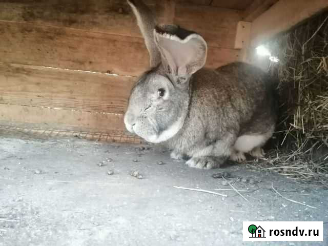 Кролики Медногорский - изображение 1