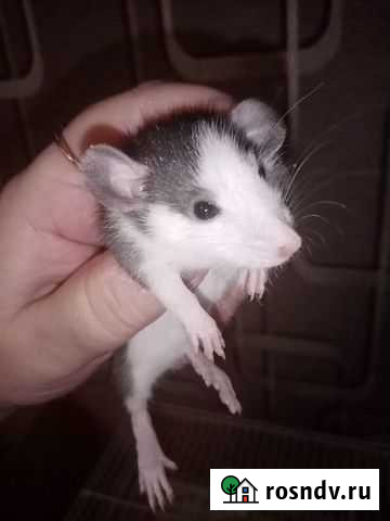 Крысята дамбо хаски плащевая маркировка Оленегорск - изображение 1
