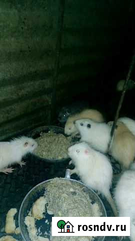 Нутрии Анапская - изображение 1