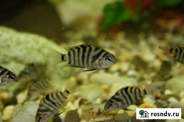 Цихлазома чернополосая. Мальки Обнинск - изображение 1