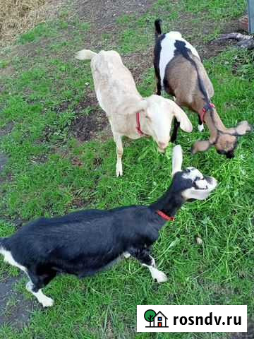 Козы Ангарск - изображение 1