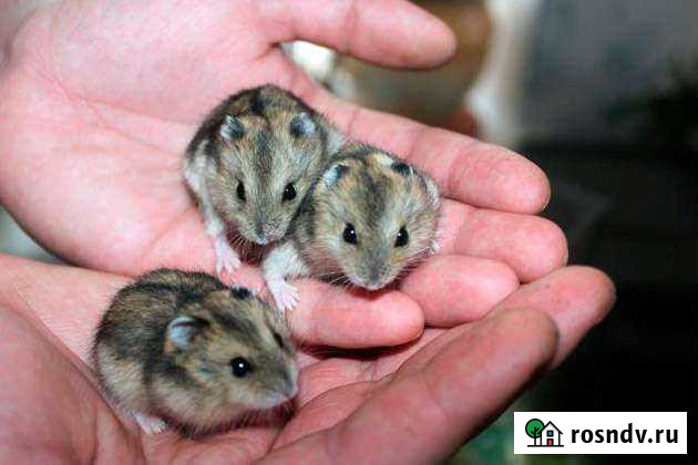 Джунгарский хомяк Елизово - изображение 1