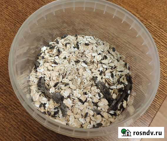 Жук знахарь Губкин - изображение 1