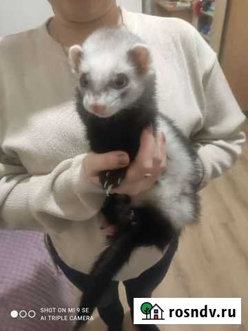 Хорек с клеткой Ростов-на-Дону - изображение 1