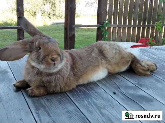Гигантские кролики породы Фландр 3-7 месячные Новосибирск - изображение 1