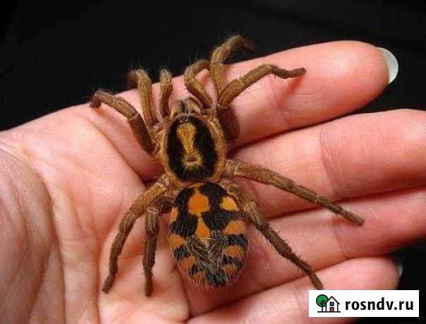 Паук птицеед Чебоксары - изображение 1