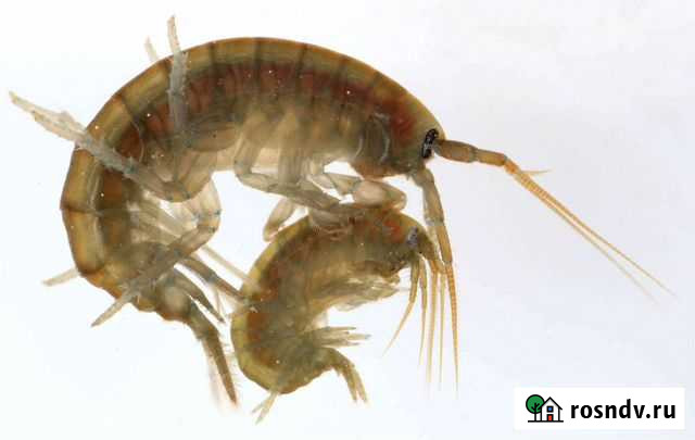 Мормыш(гаммарус) Сургут - изображение 1