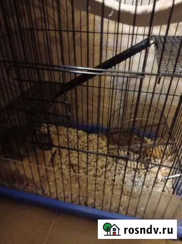 Белки дегу Собинка - изображение 1