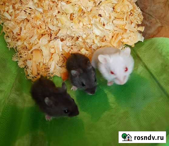 Джунгарский хомяк Сергиев Посад - изображение 1