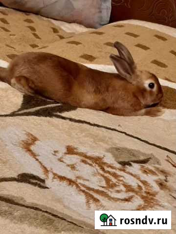 Декоративные кролики Подольск - изображение 1