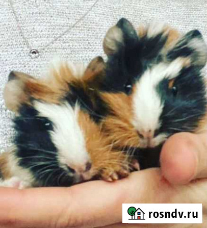 Морские свинки Красногорск - изображение 1