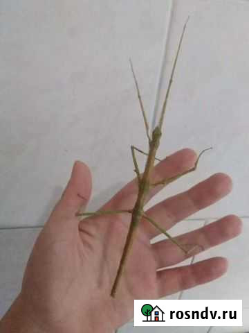 Аннамский палочник Реж - изображение 1